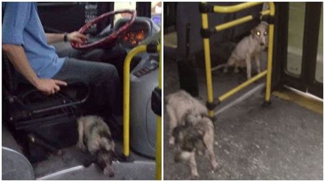 Kind-hearted Bus Driver Breaks Rules to Provide Shelter for Shivering Dogs During Thunderstorm