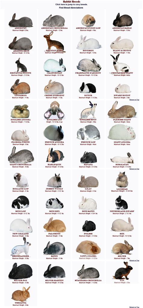 The American Rabbit Breeders Association currently recognizes 49 unique ...