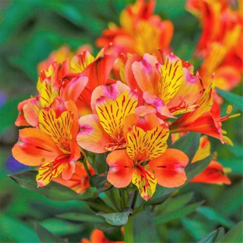 Beautiful Peruvian Lily | Alstroemeria Plants For Sale Online – Page 2 – Easy To Grow Bulbs ...