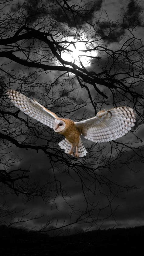 Barn owl flying at night