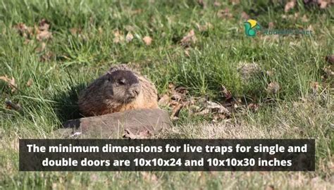 Proven Method on How to Trap a Groundhog?