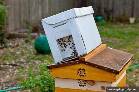 How To Build A Bee Swarm Trap At Less than 5$ - BeekeepingStudy