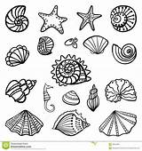 Beach shells coloring Pages Download And Print For Free sketch template