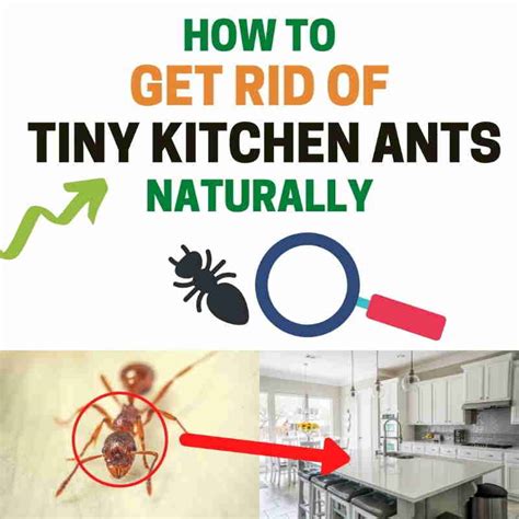 How to Get Rid of Tiny Ants in the Kitchen (Naturally) | BugWiz