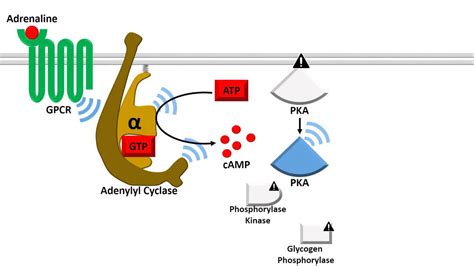 Adenylyl Cyclase Dependent Pathway - Fast Response - YouTube