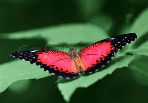 Butterfly (Red Lacewing) with opened ... | Stock image | Colourbox