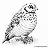 Quail Coloring Pages  Free & Printable sketch template