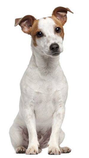 Feist Dog Breed Information - Continental Kennel Club | Jack russell, Jack russell terrier ...