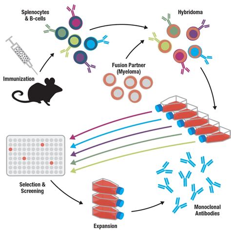 Antibody Essentials Part 4: Polyclonal vs Monoclonal Antibodies