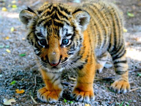 🔥 A Bengal Tiger cub 🔥 : r/NatureIsFuckingLit