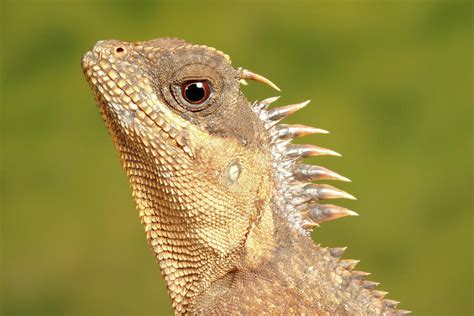 Mountain Horned Dragon Head Portrait Photograph by David Kenny - Fine Art America