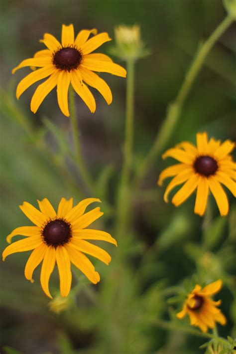 Black-eyed Susan, Common | Hamilton Native Outpost