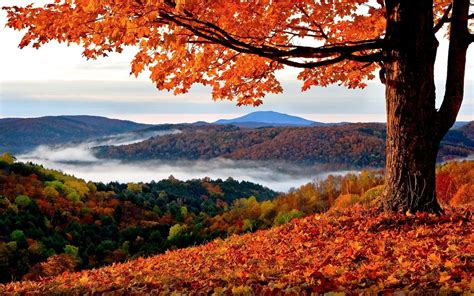 Download Fall Mountain With Tree Wallpaper | Wallpapers.com