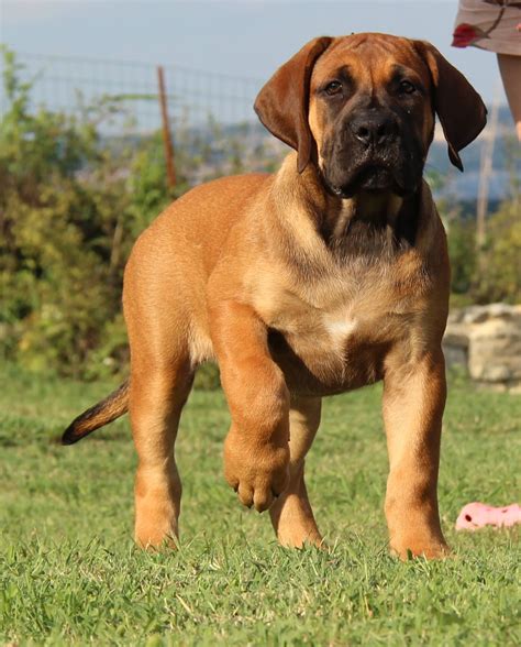 Pin on Our Boerboel Puppies