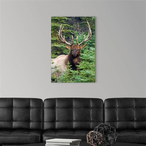 Rocky Mountain Bull Elk Wall Art, Canvas Prints, Framed Prints, Wall Peels | Great Big Canvas