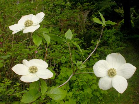 Dogwood Tree Leaf Identification