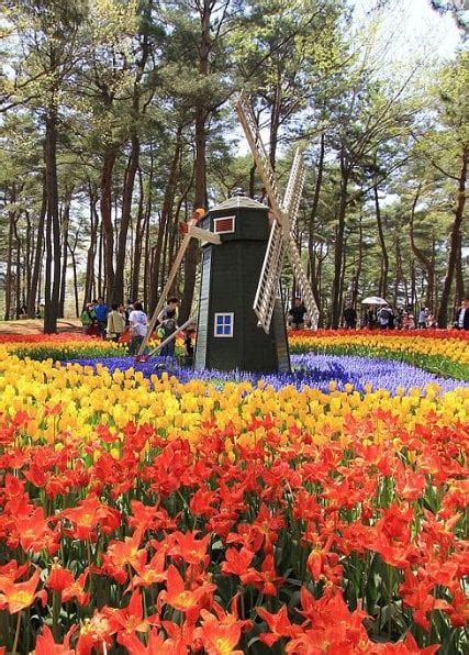 hitachi_seaside_park_tulips | Kyuhoshi