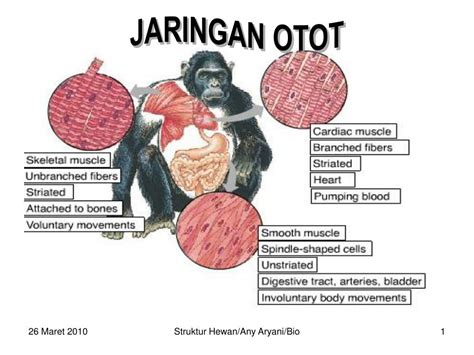 PPT - JARINGAN OTOT PowerPoint Presentation, free download - ID:7021862