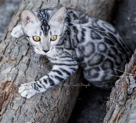 Amazing Silver Bengal Cat with Bengal Kittens Coming Soon