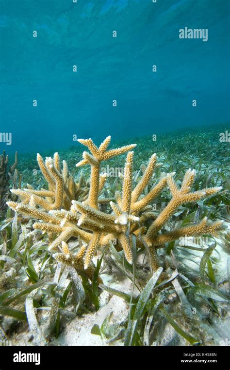 Acropora cervicornis hi-res stock photography and images - Alamy