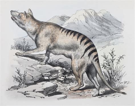 Extinct but not gone — the thylacine continues to fascinate us