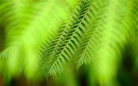 Greenery Wallpapers - Wallpaper Cave