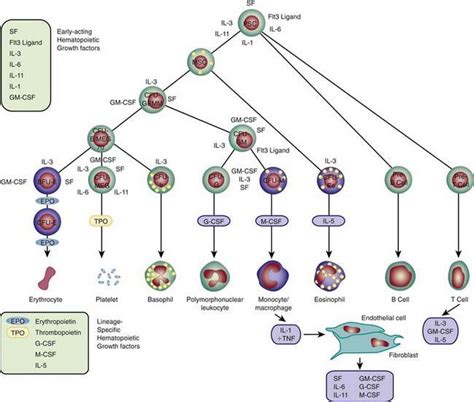 Development of the Hematopoietic System | Clinical Gate