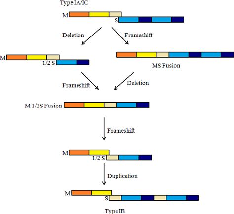 Figure 4.1 from Investigation of xylose and arabinose metabolism in Clostridium acetobutylicum ...