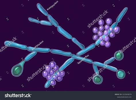 칸디다 알비칸, 미세한 곰팡이 필도히페(파란색), 둥근 스톡 일러스트 2115634274 | Shutterstock