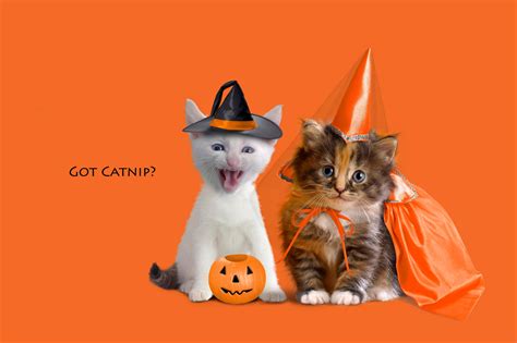 Cute Cat Halloween Wallpaper - WallpaperSafari