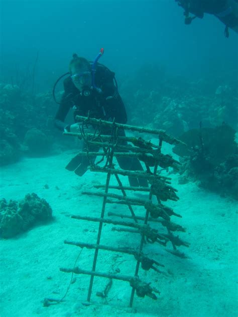 Coral Point Diving - PADI 5 Star Dive Center in Bayahibe: Fun Dive at ...