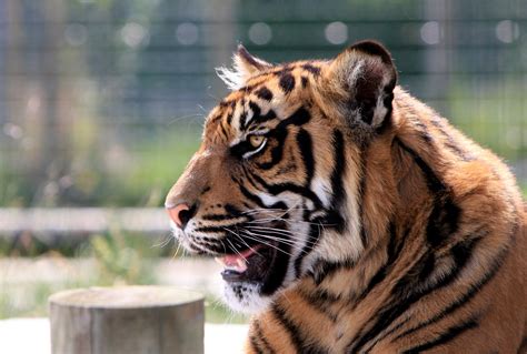 Tiger Free Stock Photo - Public Domain Pictures