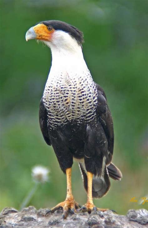 costa rican birds of prey - Google Search | Aves argentinas, Aves rapaces, Aves