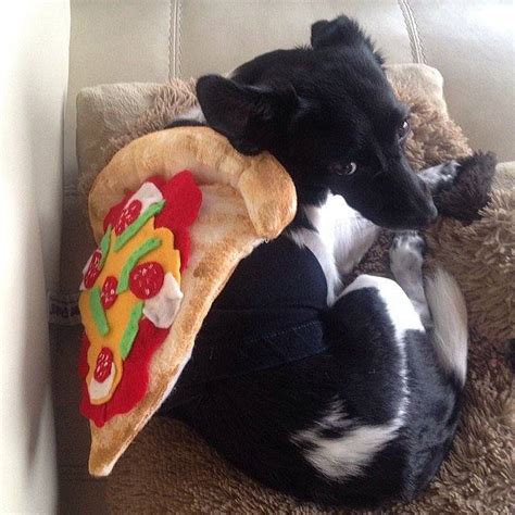 14 Cute Dogs in Yummy Food Costume – Amazing Doggies