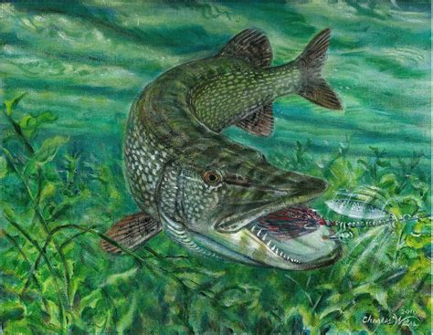 northern+pike+attacks+on+weed+edge Fish Artwork, Fish Wall Art, Fish Paintings, Pike Fishing ...