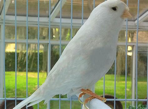 Wholesale – Two Premium – White Canaries Male & Female - Fly Babies Aviary