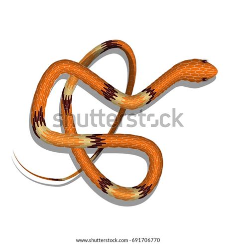 Top View Realistic Snake Isolated On Stock Vector (Royalty Free ...