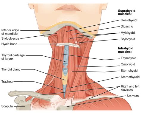 HUMAN MUSCULAR SYSTEM: Sternohyoid muscle