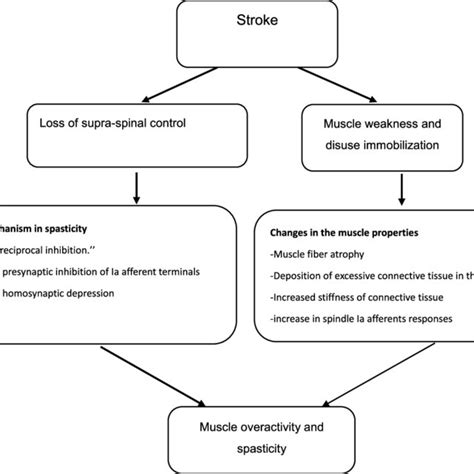 (PDF) Post-stroke Spasticity: A Review of Epidemiology, Pathophysiology, and Treatments