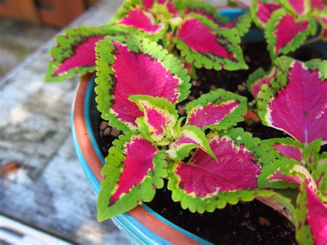 10 Top Outdoor Garden Plants That Thrive Indoors