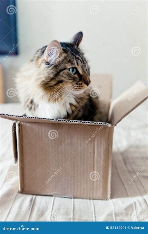 Cat sitting in a box stock image. Image of floor, claw - 52142901