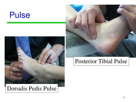 Posterior Tibial And Dorsalis Pedis Pulses | Health Citation