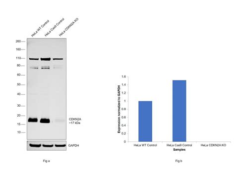 p14ARF Antibody (MA5-14260)