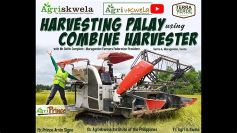 Harvesting Palay using Combine Harvester - YouTube