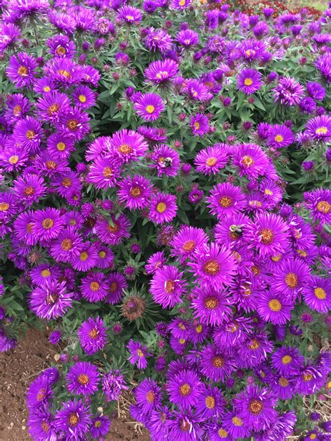 ASTER NOVAE-ANGLIAE 'PURPLE DOME' – Horlings Plants