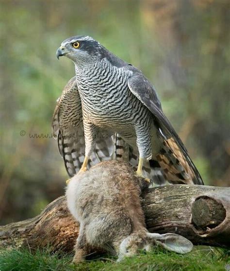 Northern Goshawk (Accipiter Gentilis) | Bird | Pet birds, Northern goshawk, Colorful birds