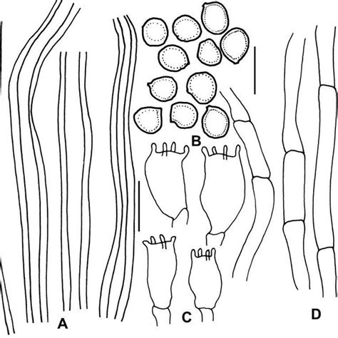 Phellinus adamantinus (Berk.) Ryvarden: A, Skeletal hyphae; B, Basidia;... | Download Scientific ...