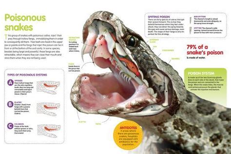 The Anatomy Of The Mouth - Anatomy Reading Source