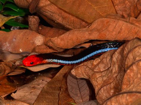 Blue coral snake venom is ridiculously potent and causes instant paralysis - Business Insider