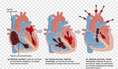 El sistema circulatorio de la anatomía del ciclo cardíaco del corazón de los mamíferos, corazón ...